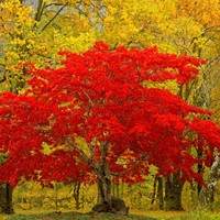 fall color