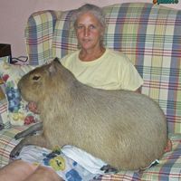 i've decided...i do not want a wombat puppy