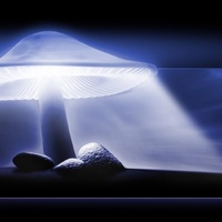 Shroom art