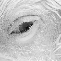 chicken eye
