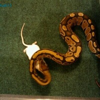 Dinner time for Akillez