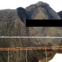 unknown bull