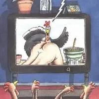 When chickens get their revenge
