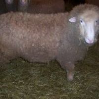 baaaaaa