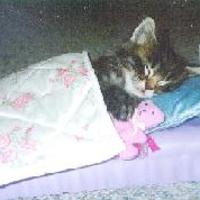 My new kitten, Kally