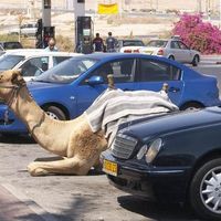 Camel parking