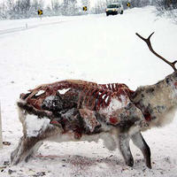 Frozen Reindeer