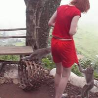 Monkey wants red muf