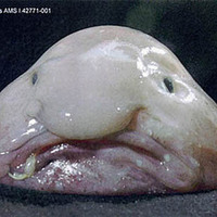 Worlds Weirdest Animals 4