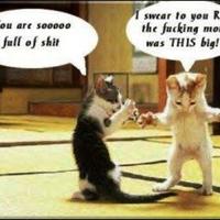 CAT HUMOR