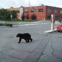 mid-town Anchorage, Hospital parking lot