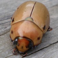 Little Bug