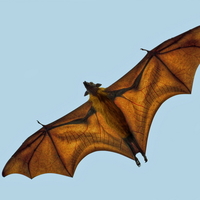 Just a bat