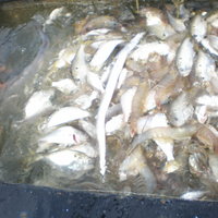 shrimp