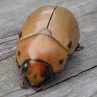Buggin
