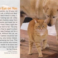 Seeing Eye Cat
