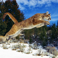Hunter in flight