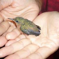 baby hummingbird