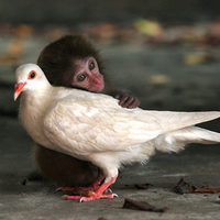 Hot monkey love