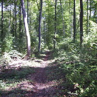 German Forest