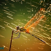 National Geographic Grand Prize Winner 