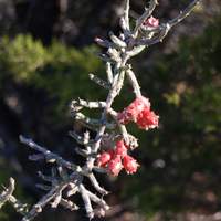 Hill Country Cactus