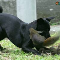 Mother rescues her youngin