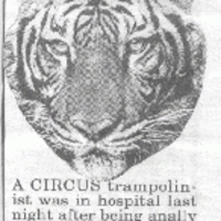 anally raped by a tiger! nice!