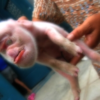 lil weird piggy 