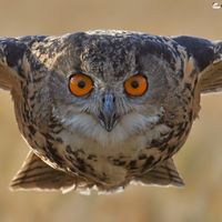 eagle owl