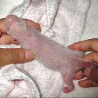 albino rat thing