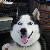 Sci the Siberian Husky