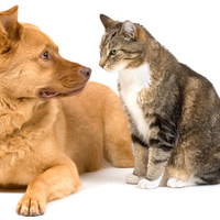 Showdown
