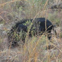 wild hog photographed Feb. 28