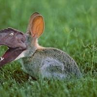 velocirabbitor