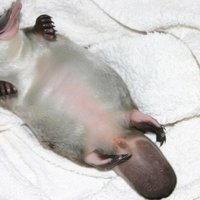 Cute monotreme