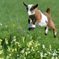 Goats!