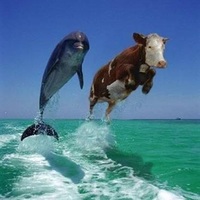 Hindus are right - Cows Rock