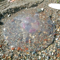 Cool Jellyfish