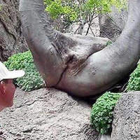 weird tree