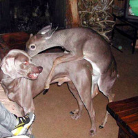 Horny Doe