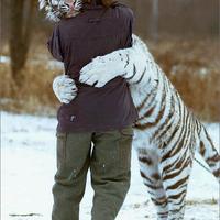 Tiger hug