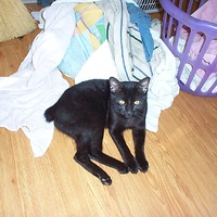 Watch cat - guardin the laundry