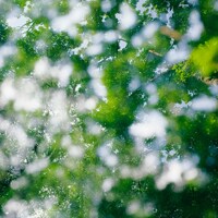 Green tree canopy with bright bokeh light spots against a clear blue sky by DL314 Lin
