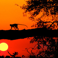 hakuna matada