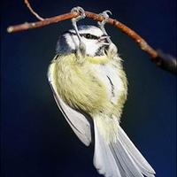 Chin ups