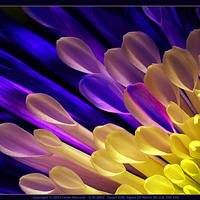Spider Chrysanthemum