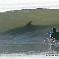 Flipper? Or Jaws?
