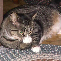 Cat With Attatude