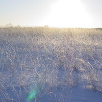 cocaine fields in Latvia